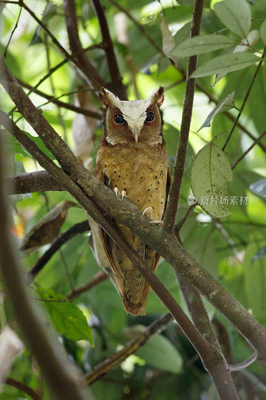 夜行鸟:成年白额镜鸮(Otus sagittatus)。